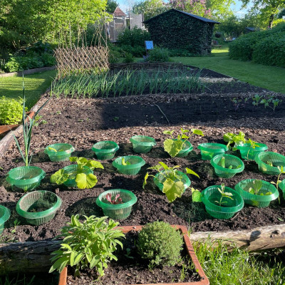 Hier bauen wir zusammen Gemüse an